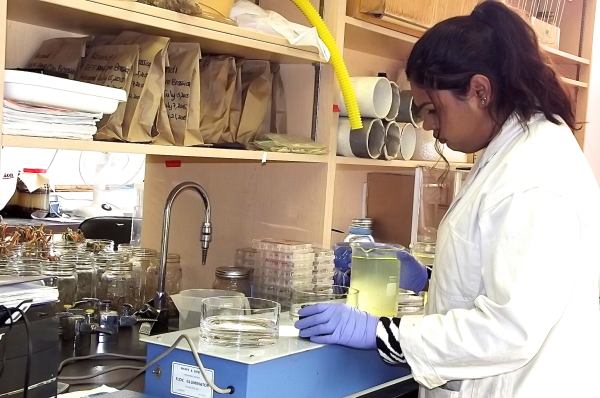 Researcher evaluating urban water samples in Dr. Lynda McCarthy's research laboratory at Ryerson University (Photo Credit: Ryerson University)