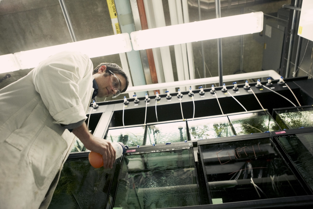 Photo: Researcher tending to water tanks in Doug Holdway's Aquatic Toxicology Lab at UOIT (Photo Credit: UOIT)