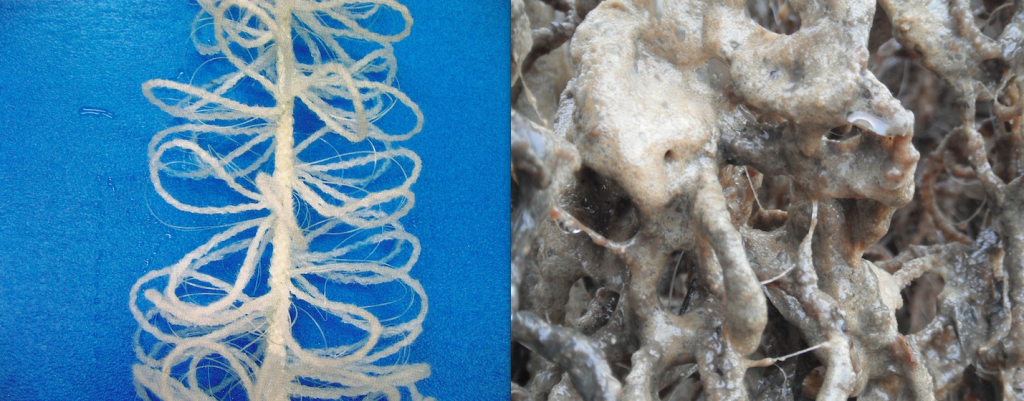 BIoCord™ without (left) and with (right) biofilm.